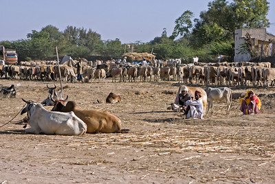 Nimaj Bagh, India photo