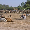 SmugMug > all-time keyword > india > Nimaj Bagh, India photo